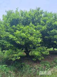 高度250厘米南丰蜜桔