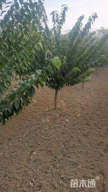 高度200厘米蜡梅