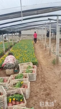 高度25厘米孔雀草