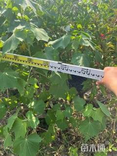 高度150厘米木芙蓉