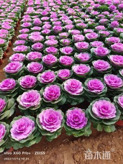 高度20厘米羽衣甘蓝