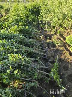 高度120厘米海滨木槿