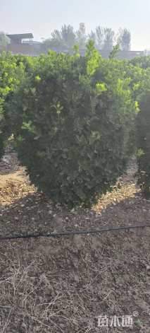 冠幅80厘米大叶黄杨球