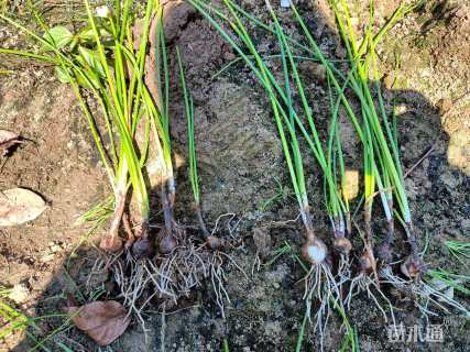 高度30厘米春兰