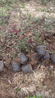 高度35厘米月季