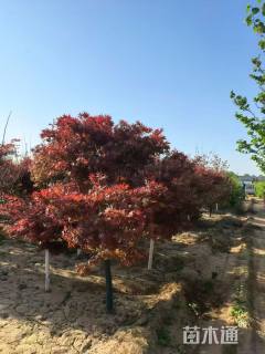 15公分中国红枫