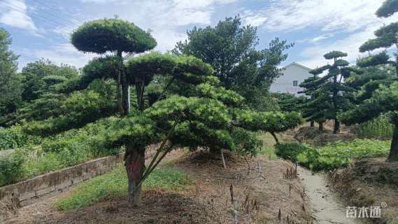 移栽苗造型罗汉松