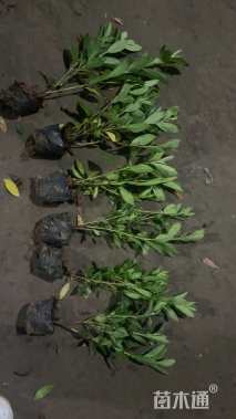 高度25厘米毛鹃