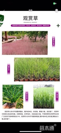 高度30厘米坡地毛冠草