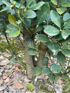 高度180厘米大叶黄杨柱