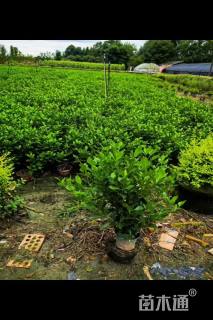 高度30厘米千鸟花