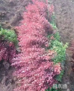 高度40厘米紫叶小檗
