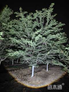 12公分染井吉野樱