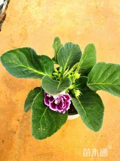 高度30厘米一品红