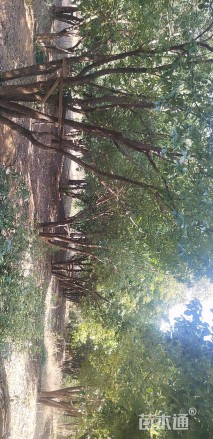 70公分(5杆)丛生香樟