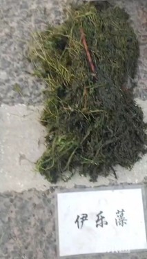 高度30厘米眼子菜