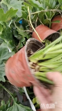 高度35厘米春羽