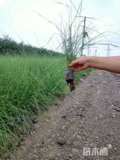 高度50厘米粉黛乱子草