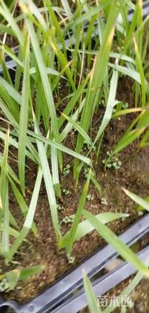 裸干高3厘米华棕