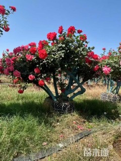 高度150厘米古桩月季树