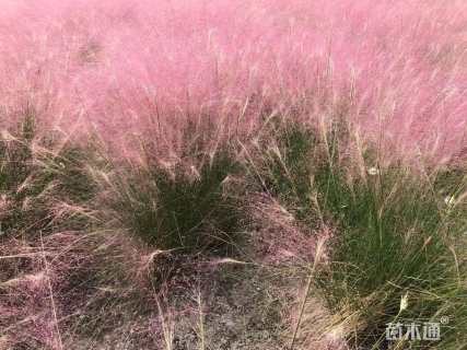 高度100厘米粉黛乱子草