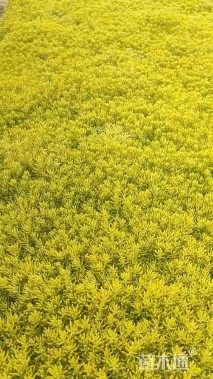 高度8厘米佛甲草