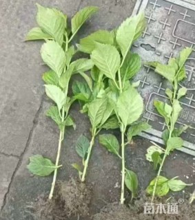 高度15厘米八仙花