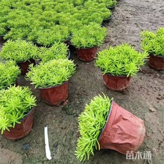 高度28厘米金叶佛甲草