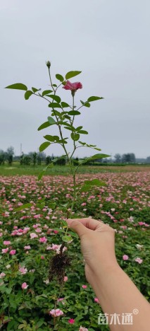 高度30厘米丰花月季