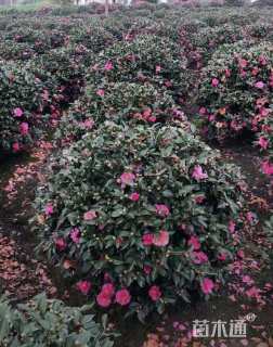 冠幅80厘米茶梅球