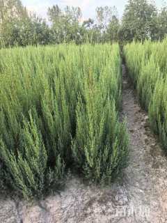 高度150厘米桧柏