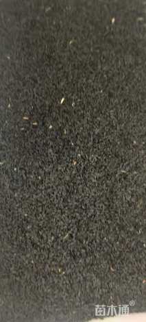 花葱大花葱种子