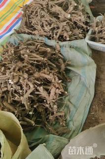 高度60厘米芍药