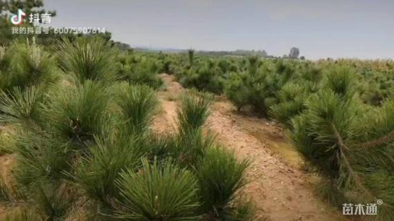 高度50厘米黑松