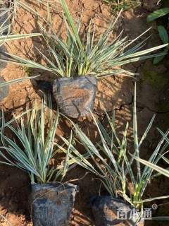 高度10厘米花叶燕麦草