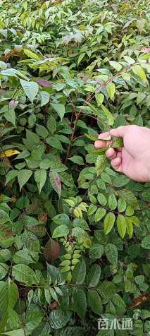 高度50厘米漆树小苗