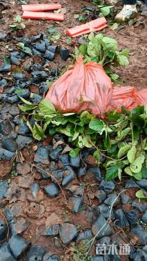 高度20厘米石榴