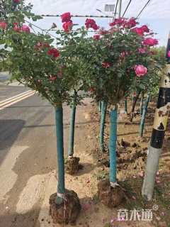 高度150厘米高杆月季