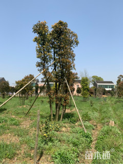 40公分丛生香樟