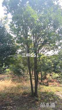 60公分红果冬青