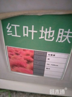 红叶地肤种子