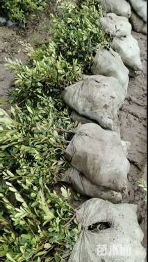 高度40厘米小叶蚊母