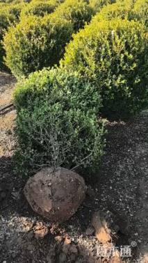 冠幅130厘米瓜子黄杨球