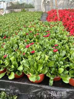 高度15厘米雏菊