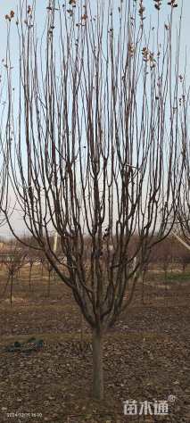 15公分西府海棠