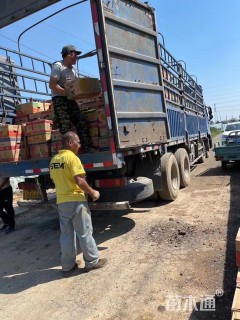 高度10厘米耧斗菜