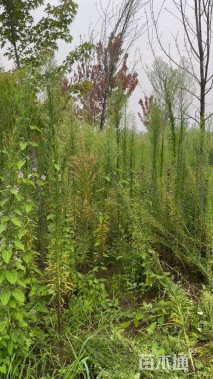 高度200厘米墨西哥飞蓬