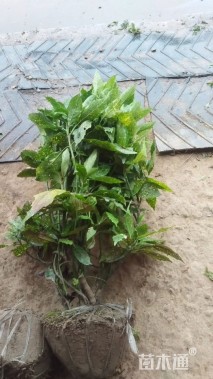 高度60厘米洒金珊瑚