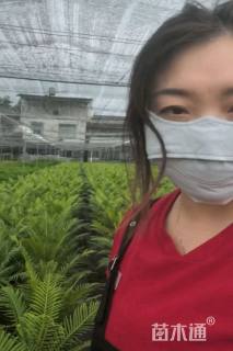 高度50厘米乌毛蕨