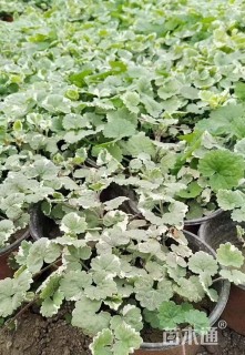 高度20厘米活血丹